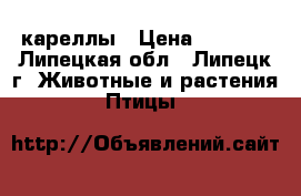 кареллы › Цена ­ 2 000 - Липецкая обл., Липецк г. Животные и растения » Птицы   